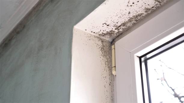 Best Post-Flood Mold Remediation in Leola, PA